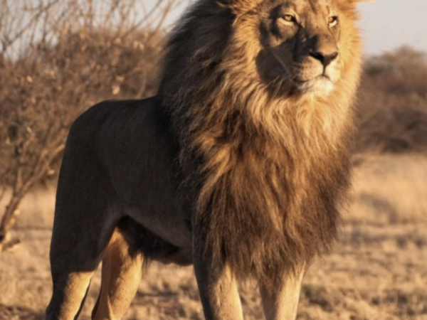 Nomenclature Famille du Lion
