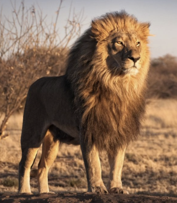 Nomenclature Famille du Lion