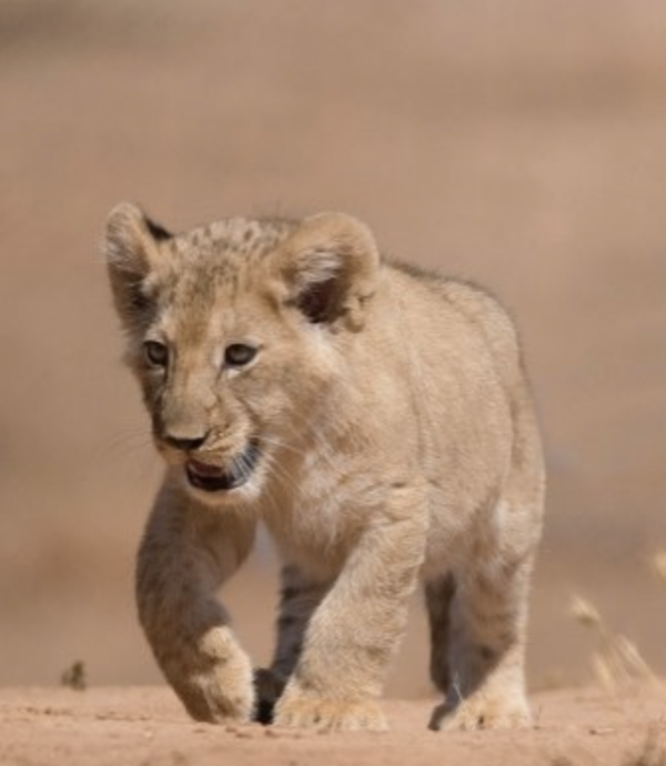 Nomenclature Famille du Lion – Image 2
